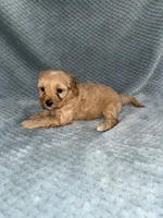 processed/bf9992e9-dcb5-47a0-b969-0e4b81a7dd94/listing/56357117-5657-424a-9312-1b5c7fbe8f5b/7ccf1a6e-8c06-4633-b62d-0ac436cde3fc