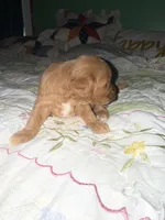 Princess , a female Cavapoo and Poodle - Miniature  for sale in Cub Run, KY – 2 of 3
