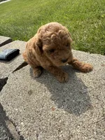 Mable , a male Poodle - Miniature  for sale in Cub Run, KY – 2 of 3