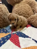 Princess , a female Cavapoo and Poodle - Miniature  for sale in Cub Run, KY – 2 of 2