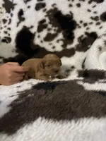 Princess , a female Cavapoo for sale in Cub Run, KY – 3 of 4