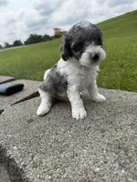 Tucker , a male Poodle - Miniature  for sale in Cub Run, KY – 5 of 5