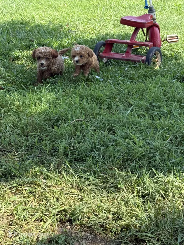 Duke  – Poodle - Miniature  puppy for sale in Cub Run, KY