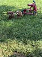 Duke , a male Poodle - Miniature  for sale in Cub Run, KY – 1 of 1