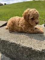 Max , a male Poodle - Miniature  for sale in Cub Run, KY – 3 of 3