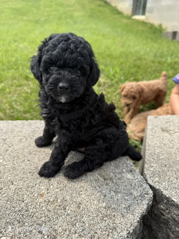 Midnight  – Poodle - Miniature  puppy for sale in Cub Run, KY