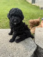 Midnight , a male Poodle - Miniature  for sale in Cub Run, KY – 1 of 4