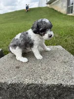 Tucker , a male Poodle - Miniature  for sale in Cub Run, KY – 4 of 5