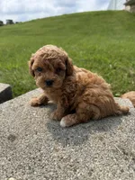 Dolly, a female Poodle - Miniature  for sale in Cub Run, KY – 2 of 3