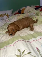 Princess , a female Cavapoo and Poodle - Miniature  for sale in Cub Run, KY – 3 of 3