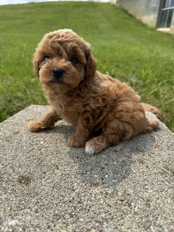 Dolly – Poodle - Miniature  puppy for sale in Cub Run, KY