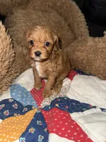 Princess , a female Cavapoo and Poodle - Miniature  for sale in Cub Run, KY – 1 of 2