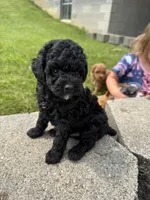 Midnight , a male Poodle - Miniature  for sale in Cub Run, KY – 3 of 4