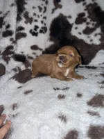 Princess , a female Cavapoo for sale in Cub Run, KY – 2 of 4