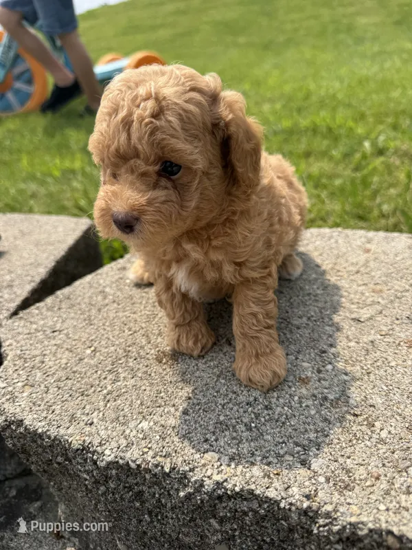 Max  – Poodle - Miniature  puppy for sale in Cub Run, KY