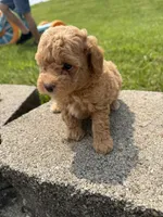 Max , a male Poodle - Miniature  for sale in Cub Run, KY – 1 of 3