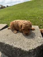 Mable , a male Poodle - Miniature  for sale in Cub Run, KY – 3 of 3