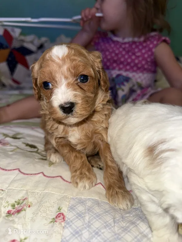 Duke  – Poodle - Miniature  puppy for sale in Cub Run, KY