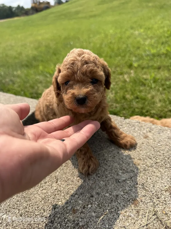 Mable  – Poodle - Miniature  puppy for sale in Cub Run, KY