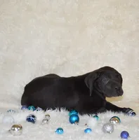 Charlie, a male Great Dane for sale in Pattonsburg, MO – Photo 8 of 9