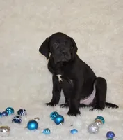 Charlie, a male Great Dane for sale in Pattonsburg, MO – Photo 7 of 9