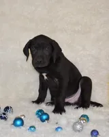 Charlie, a male Great Dane for sale in Pattonsburg, MO – Photo 6 of 9