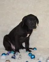 Charlie, a male Great Dane for sale in Pattonsburg, MO – Photo 2 of 9