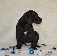 Charlie, a male Great Dane for sale in Pattonsburg, MO – Photo 3 of 9