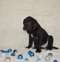 Charlie, a male Great Dane for sale in Pattonsburg, MO – Photo 5 of 9