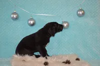 Charlie, a male Great Dane for sale in Pattonsburg, MO – Photo 9 of 9