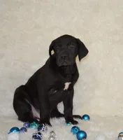 Charlie, a male Great Dane for sale in Pattonsburg, MO – Photo 1 of 9