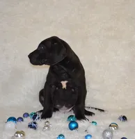 Charlie, a male Great Dane for sale in Pattonsburg, MO – Photo 4 of 9