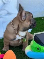 LILO, a male French Bulldog for sale in Fort Myers, FL – Photo 2 of 8