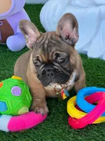 LILO, a male French Bulldog for sale in Fort Myers, FL – Photo 7 of 8