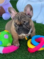LILO, a male French Bulldog for sale in Fort Myers, FL – Photo 5 of 8
