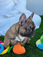 LILO, a male French Bulldog for sale in Fort Myers, FL – Photo 3 of 8