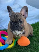 LILO, a male French Bulldog for sale in Fort Myers, FL – Photo 4 of 8