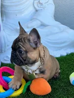 LILO, a male French Bulldog for sale in Fort Myers, FL – Photo 6 of 8