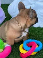 LILO, a male French Bulldog for sale in Fort Myers, FL – Photo 8 of 8