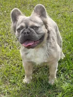 PACO, a male French Bulldog for sale in Fort Myers, FL – Photo 2 of 4