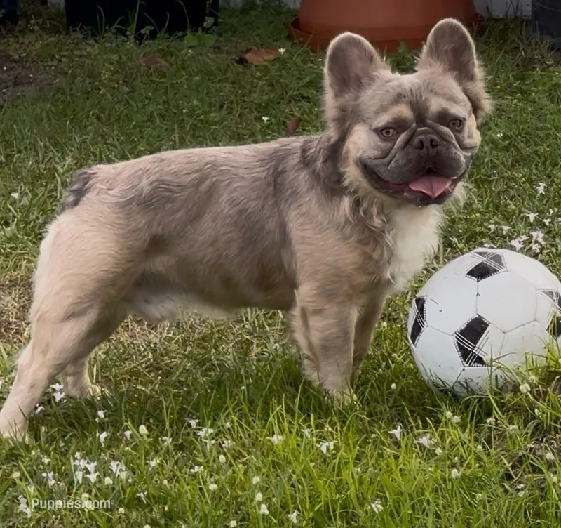 PACO – French Bulldog puppy for sale in Fort Myers, FL