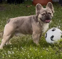 PACO, a male French Bulldog for sale in Fort Myers, FL – Photo 1 of 4