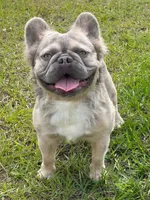 PACO, a male French Bulldog for sale in Fort Myers, FL – Photo 4 of 4