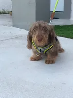 MILO, a male Dachshund for sale in Fort Myers, FL – Photo 2 of 6