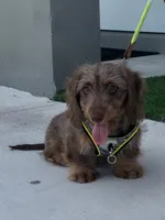 MILO, a male Dachshund for sale in Fort Myers, FL – Photo 1 of 6