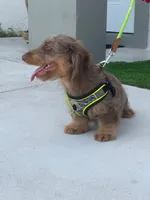 MILO, a male Dachshund for sale in Fort Myers, FL – Photo 4 of 6