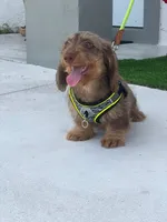 MILO, a male Dachshund for sale in Fort Myers, FL – Photo 3 of 6