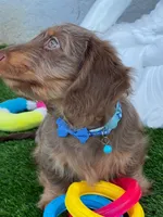 MILO, a male Dachshund for sale in Fort Myers, FL – Photo 6 of 6