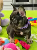 PIPO, a male French Bulldog for sale in Fort Myers, FL – Photo 1 of 7