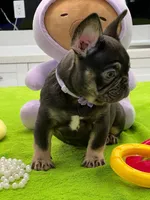 PIPO, a male French Bulldog for sale in Fort Myers, FL – Photo 4 of 7